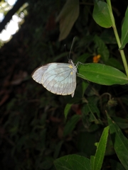 Dismorphia crisia foedora