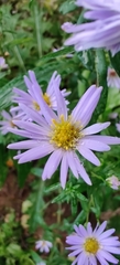 Symphyotrichum novi-belgii