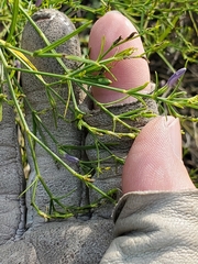 Carlowrightia linearifolia