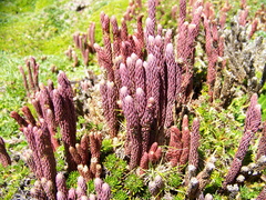 Phlegmariurus crassus