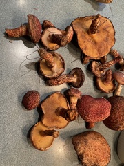 Aureoboletus russellii