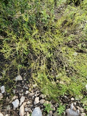 Carlowrightia linearifolia