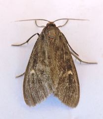 Euchaetes zella