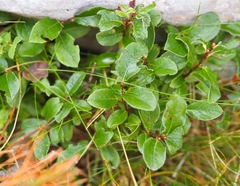 Salix pyrenaica