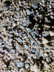 Litaneutria ocularis