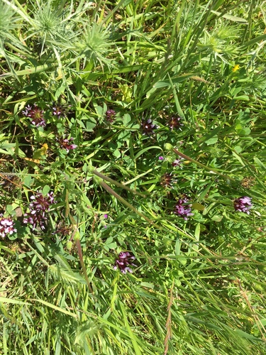 iNaturalist observation photo of white-tipped clover