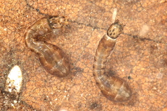 Stegopterna