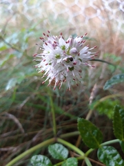 Allium ericetorum