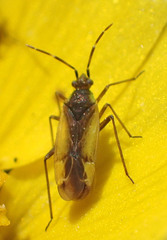 Macrotylus dorsalis