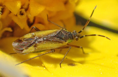 Macrotylus dorsalis