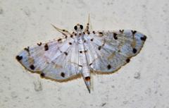 Pycnarmon cribrata