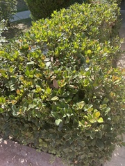 Ceratonia siliqua