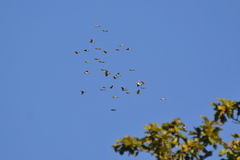 Zosterops erythropleurus