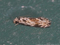 Nemapogon variatella