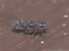 Xestocephalus superbus