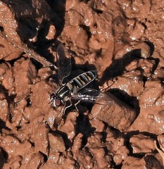 Pseudoscaeva meridionalis