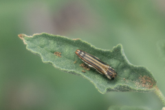 Agrilus aureus