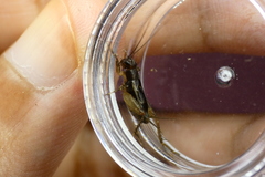 Neonemobius cubensis