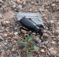 Eleodes sponsa
