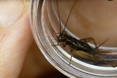 Neonemobius cubensis