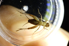 Neonemobius cubensis