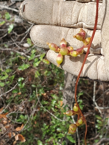 Image of Cuscuta exaltata by (c) Jo Roberts, some rights reserved (CC BY)