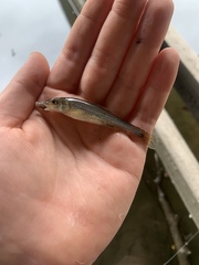 Notropis dorsalis