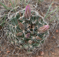 Mammillaria wrightii wrightii