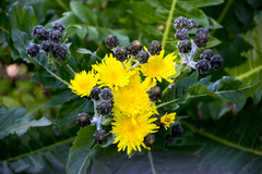 Sonchus hierrensis