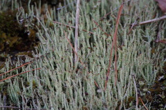 Cladonia