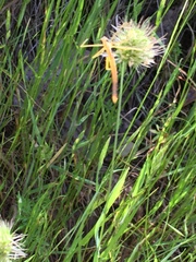 Apterobittacus apterus