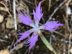 Dianthus hyssopifolius
