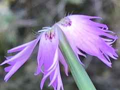Dianthus hyssopifolius