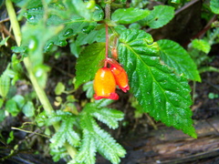Begonia longirostris