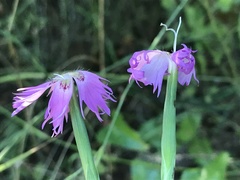 Dianthus hyssopifolius