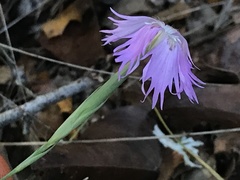 Dianthus hyssopifolius