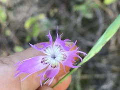 Dianthus hyssopifolius