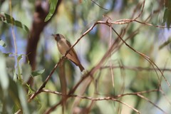 Conopophila rufogularis