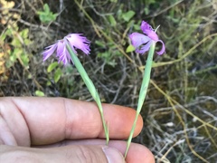 Dianthus hyssopifolius