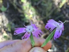 Dianthus hyssopifolius
