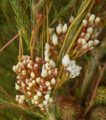 Cuscuta nitida