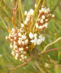 Cuscuta nitida