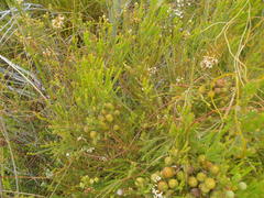 Cuscuta nitida
