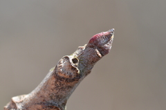 Toxicodendron vernix