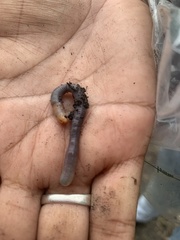 Lumbricus terrestris terrestris