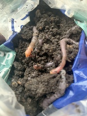 Lumbricus terrestris terrestris