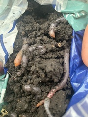 Lumbricus terrestris terrestris