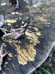 Vesiculomyces citrinus
