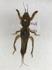 Neocurtilla
