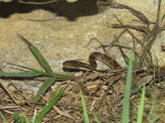 Leptodeira ashmeadii